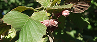 Leszczyna - miniaturka