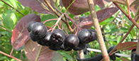 Aronia - miniaturka