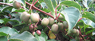 Kiwi - miniaturka