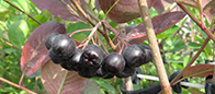 Aronia - upr. ekologiczna - miniaturka